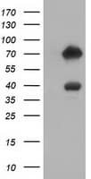 ARHGAP25 Antibody (clone OTI2D5, Carrier-free)