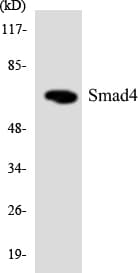 Polyclonal Rabbit anti-Human SMAD4 Antibody (WB)
