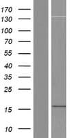 Human LOC100505841 Protein (Over-Expression Lysate Myc-DDK (Flag))