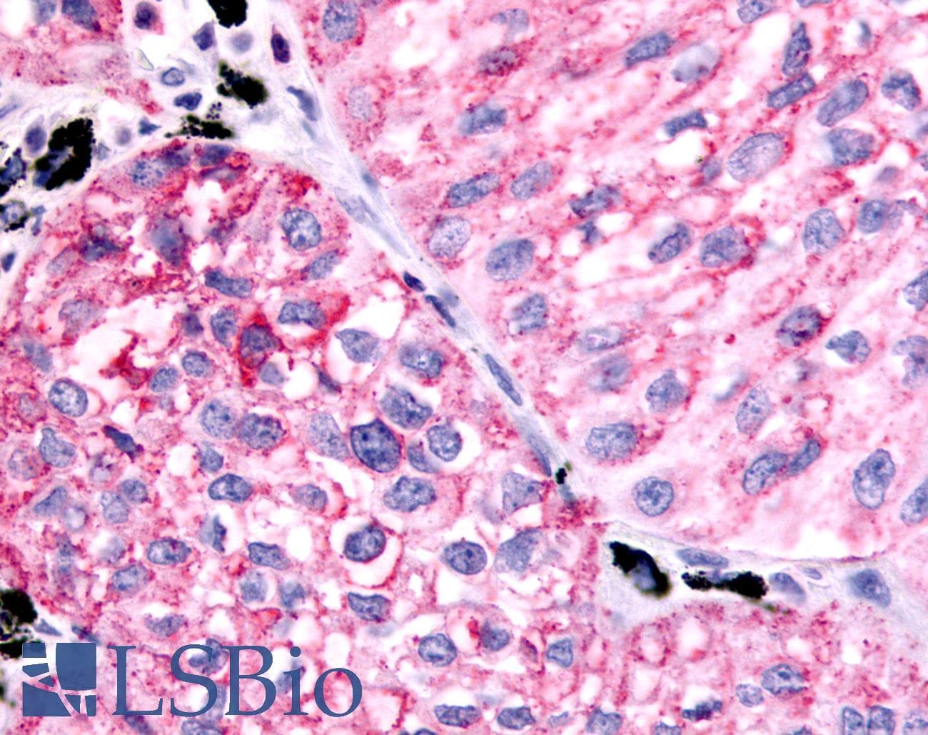 PathPlus™ PTGER1 / EP1 Antibody (Cytoplasmic Domain)