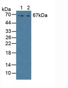 GAB3 Antibody (aa142-375, APC)