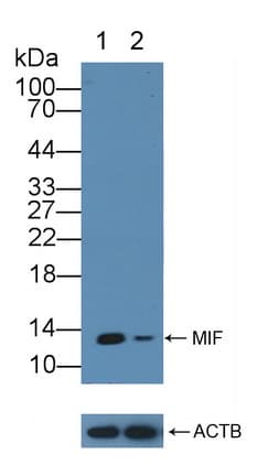 Polyclonal Rabbit anti-Human MIF Antibody (aa3-111, WB)