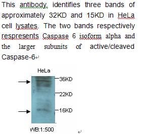 Polyclonal Rabbit anti-Human CASP6 / Caspase 6 Antibody (WB)