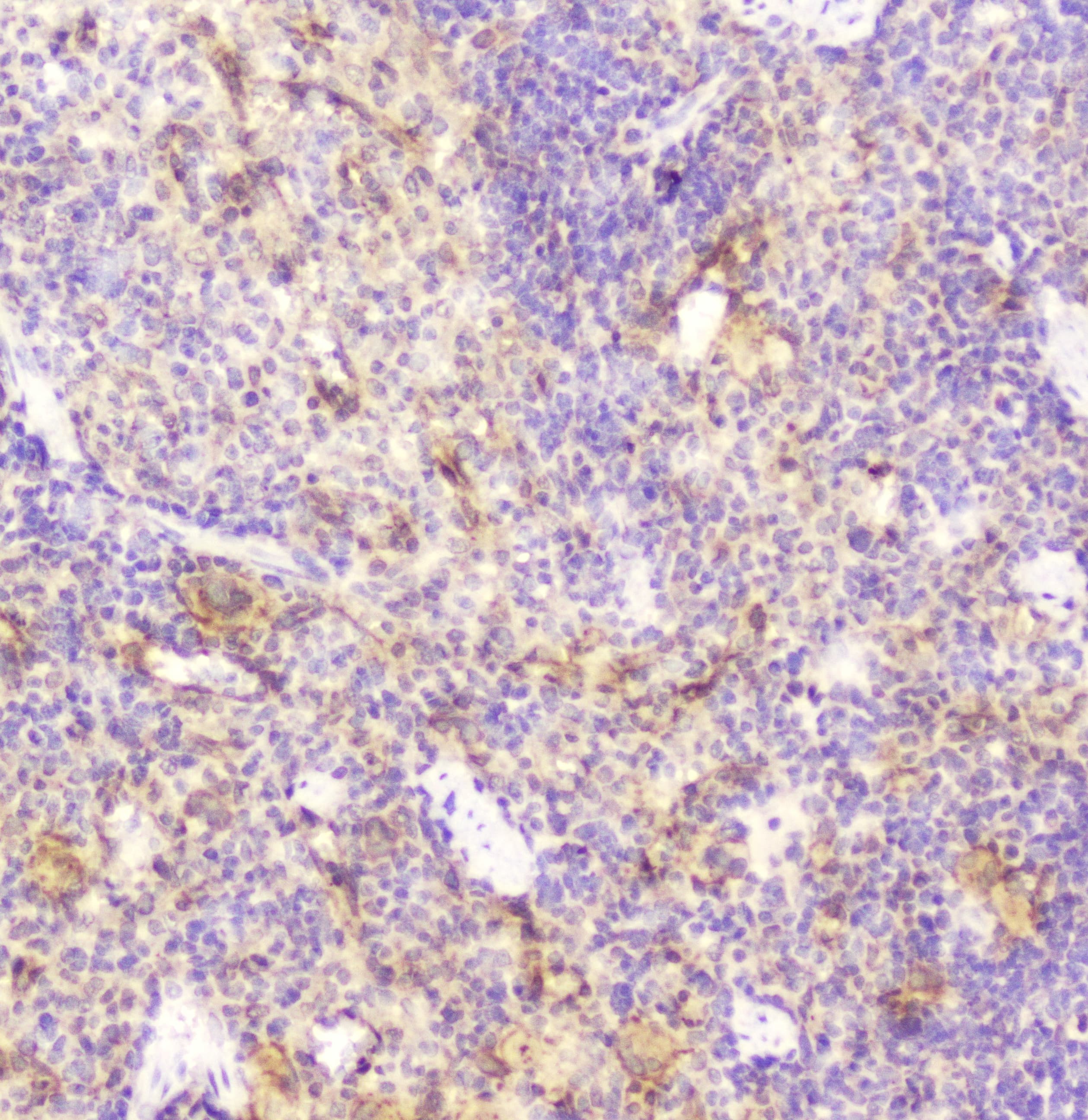 DDT / Dopamine Tautomerase Antibody
