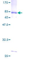 Human SPN / CD43 Protein (Recombinant GST)