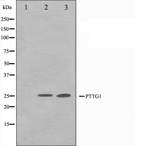 Securin / PTTG1 Antibody