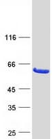 Human CNDP2 Protein (Recombinant Myc-DDK (Flag))