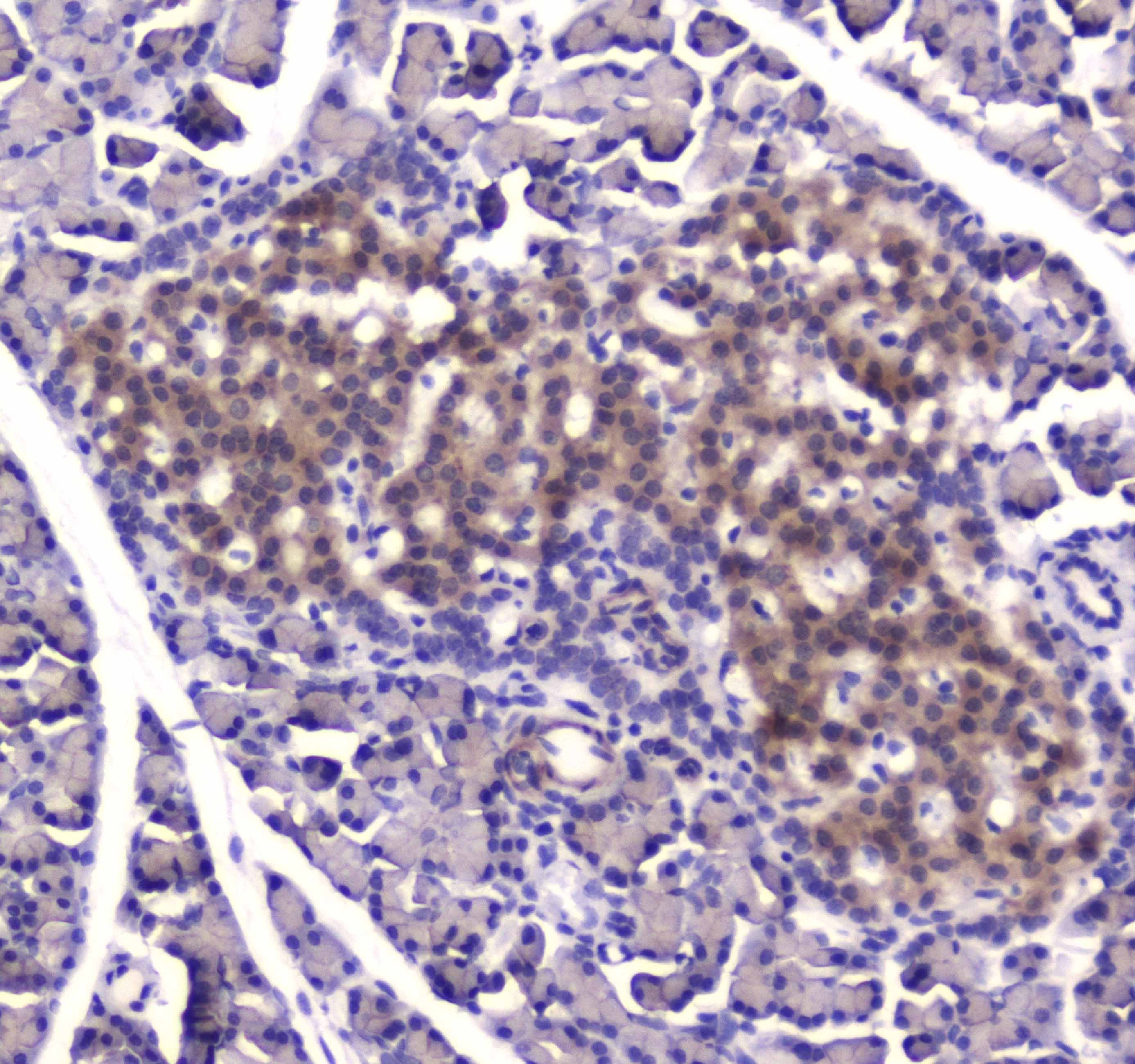 IDE Antibody