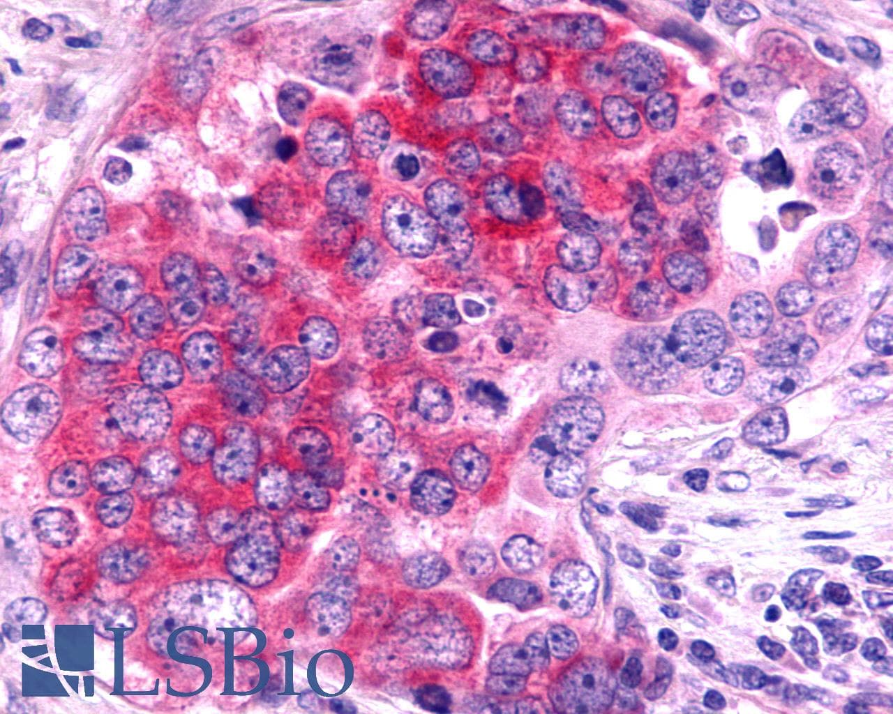 IHC-plus™ TAAR6 Antibody (Cytoplasmic Domain)