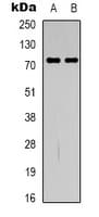 GBP4 / Mpa2 Antibody (C-Terminus)