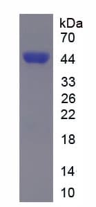 Mouse IRF3 Protein (Recombinant His-T7)