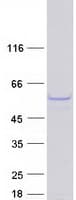 Human PAGR1 / C16orf53 Protein (Recombinant Myc-DDK (Flag))