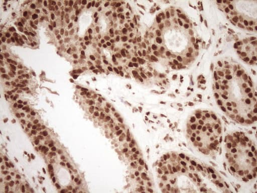 NUDT21 Antibody (aa2-227, clone OTI5B3, Carrier-free)