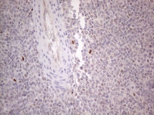 GATA3 Antibody (aa155-443, clone OTI8H4)
