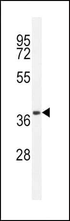 CD14 Antibody (aa54-83)