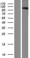 ANKRD52 Protein (Over-Expression Lysate Myc-DDK (Flag))