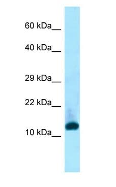 INHBC Antibody (aa94-143)