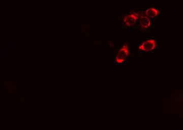 STARD13 Antibody