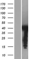 PSRC1 / DDA3 Protein (Over-Expression Lysate Myc-DDK (Flag))