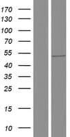 RBM23 Protein (Over-Expression Lysate Myc-DDK (Flag))