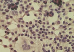 IPO8 / Importin 8 Antibody (aa850-900)