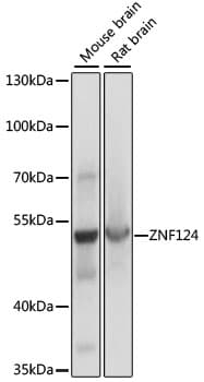 HZF16 / ZNF124 Antibody
