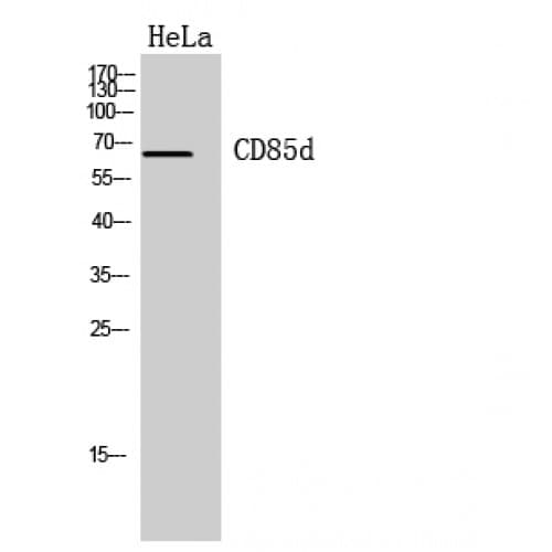LILRB2 / ILT4 Antibody (121-170 aa, Internal)