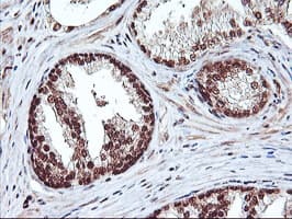 NHEJ1 / XLF Antibody (clone OTI1F3)