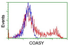 Monoclonal Mouse anti-Human COASY Antibody (clone OTI2H1, IHC, WB)