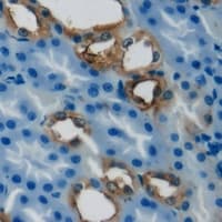 IHC-plus™ PCCB Antibody