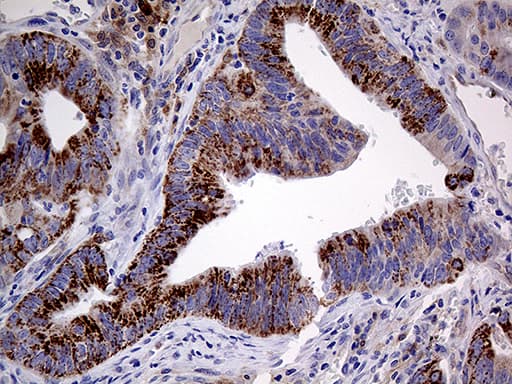 PRODH Antibody (clone OTI2C11)