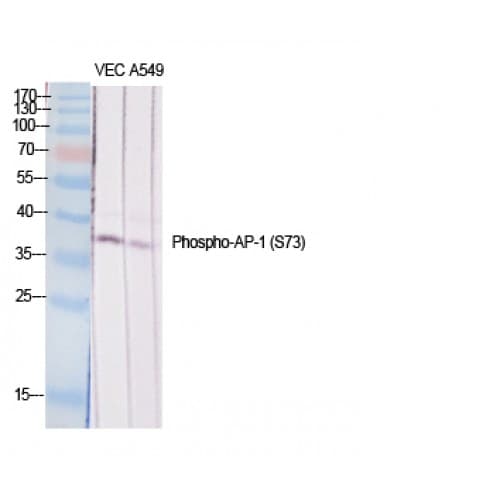 JUN / c-Jun Antibody (10-90 aa)