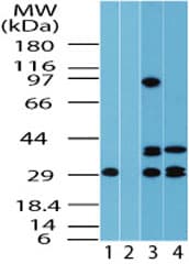 IHC-plus™ FUZ / FY Antibody (aa338-355)