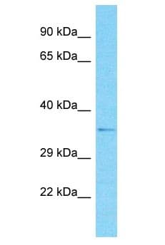 OR2G6 Antibody (aa230-279)