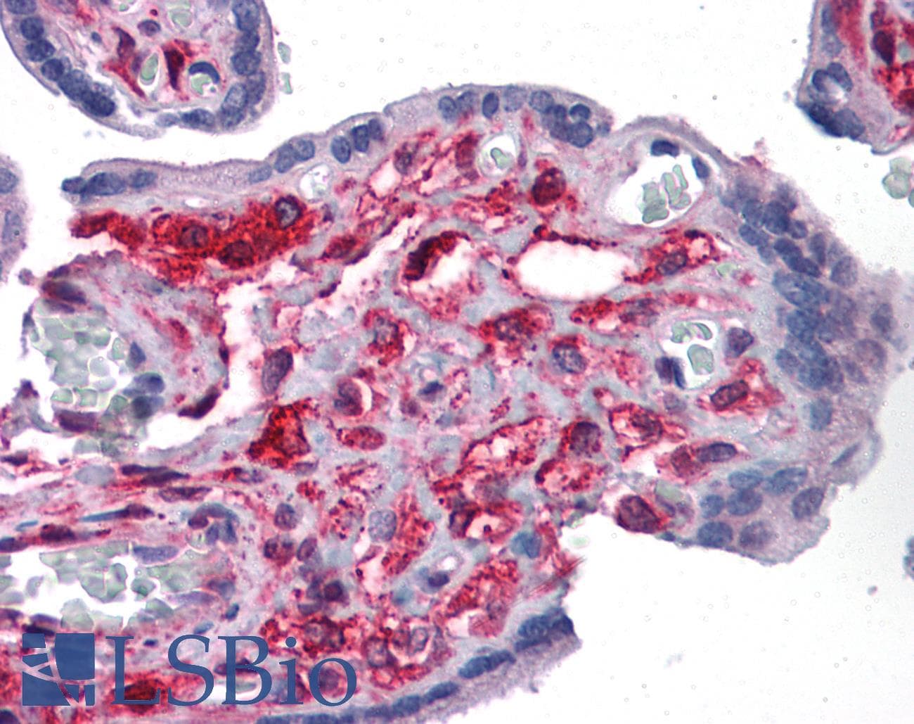 IHC-plus™ FNIP2 Antibody