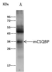 GC1qR / C1QBP Antibody (Preservative Free)