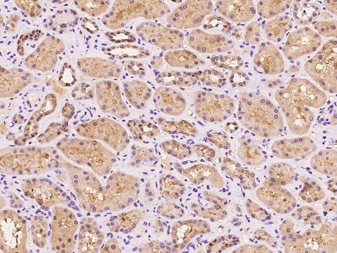 SEC14L1 Antibody