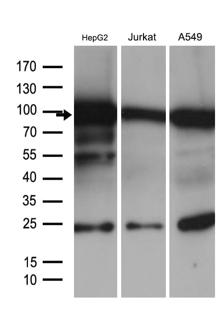 SIRT1 / Sirtuin 1 Antibody (aa552-676, clone OTI5B2)