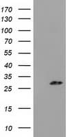 PYCRL Antibody (clone OTI1C11)