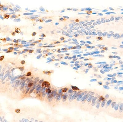 Mucin 2 / MUC2 Antibody
