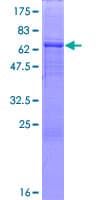 Human FAM175B / KIAA0157 Protein (Recombinant GST)