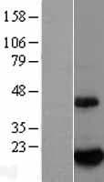 BTG2 Protein (Over-Expression Lysate Myc-DDK (Flag))