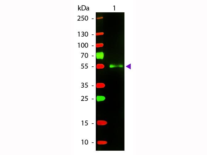 Polyclonal Donkey Anti-Mouse IgG Secondary Antibody (TR, IF, WB)