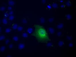 Monoclonal Mouse anti-Human C9orf41 Antibody (clone OTI4B7, IHC, IF, WB)