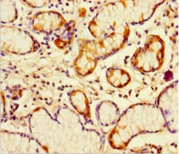 Polyclonal Rabbit anti-Human PGLYRP4 Antibody
