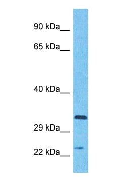 APOBEC3A Antibody (C-Terminus)