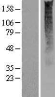 OR2S2 Protein (Over-Expression Lysate Myc-DDK (Flag))