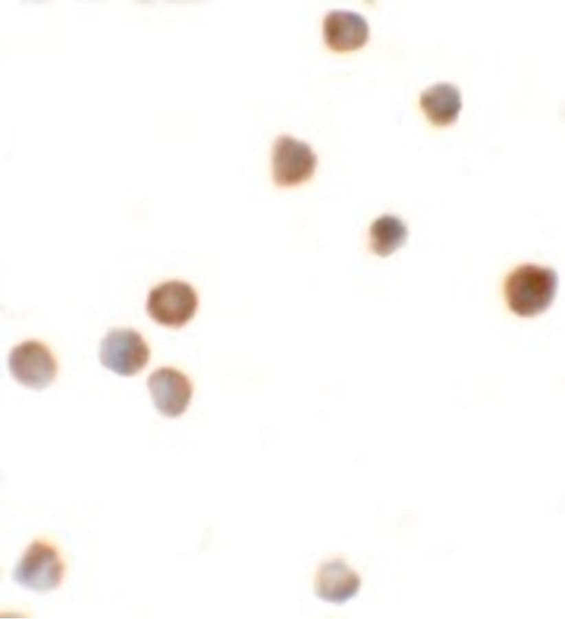 IHC-plus™ ZBTB6 Antibody