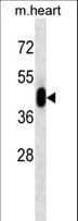 MAPK3 / ERK1 Antibody