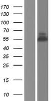 ABI1 / SSH3BP1 Protein (Over-Expression Lysate Myc-DDK (Flag))